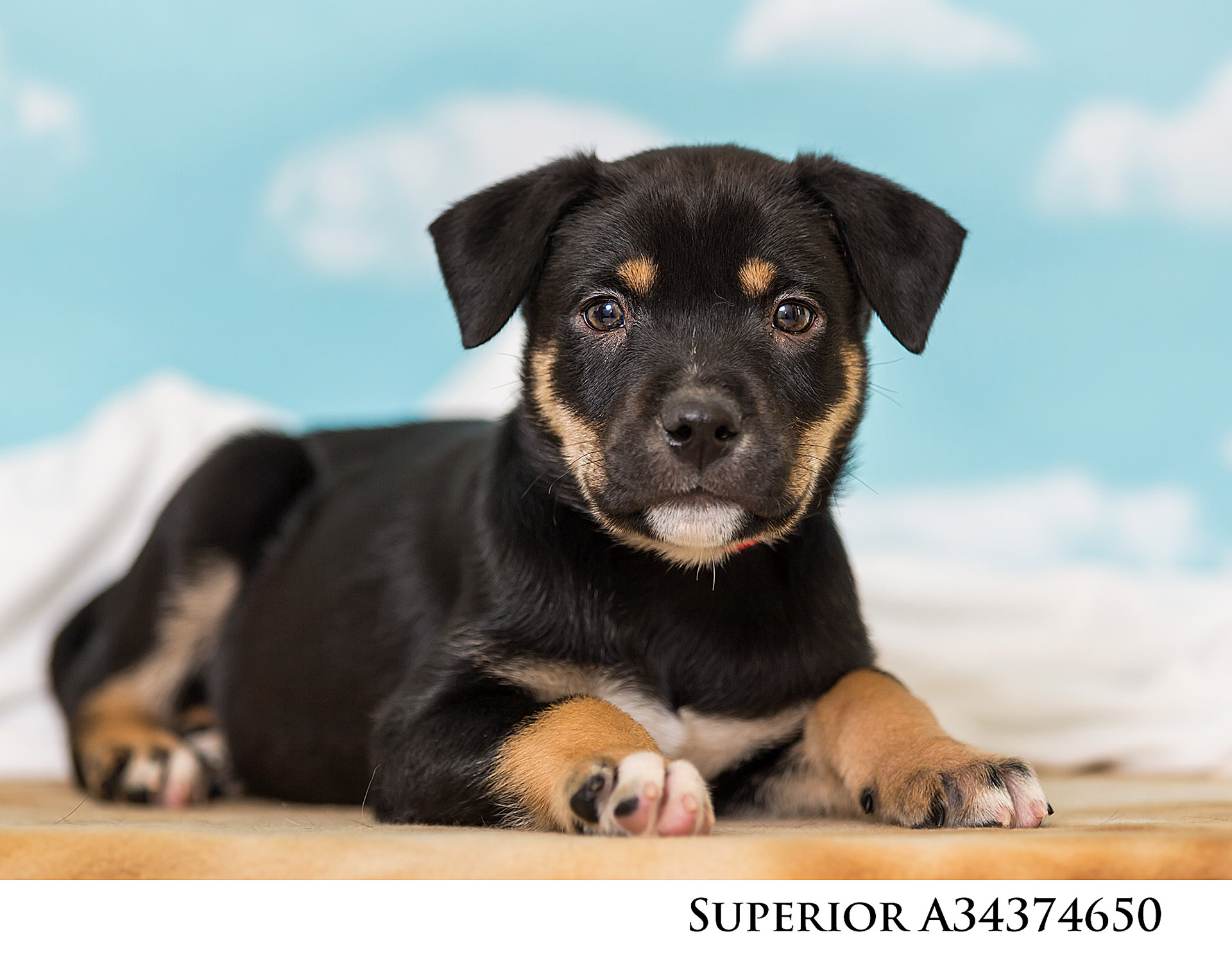 Pet of the Week : Superior – Nevada 