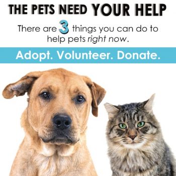 Covid-19 Response – Nevada Humane Society | With Shelters located in Reno,  and Carson City, the Nevada Humane Society Caring is a charitable,  non-profit organization that accepts all pets, finds them homes,