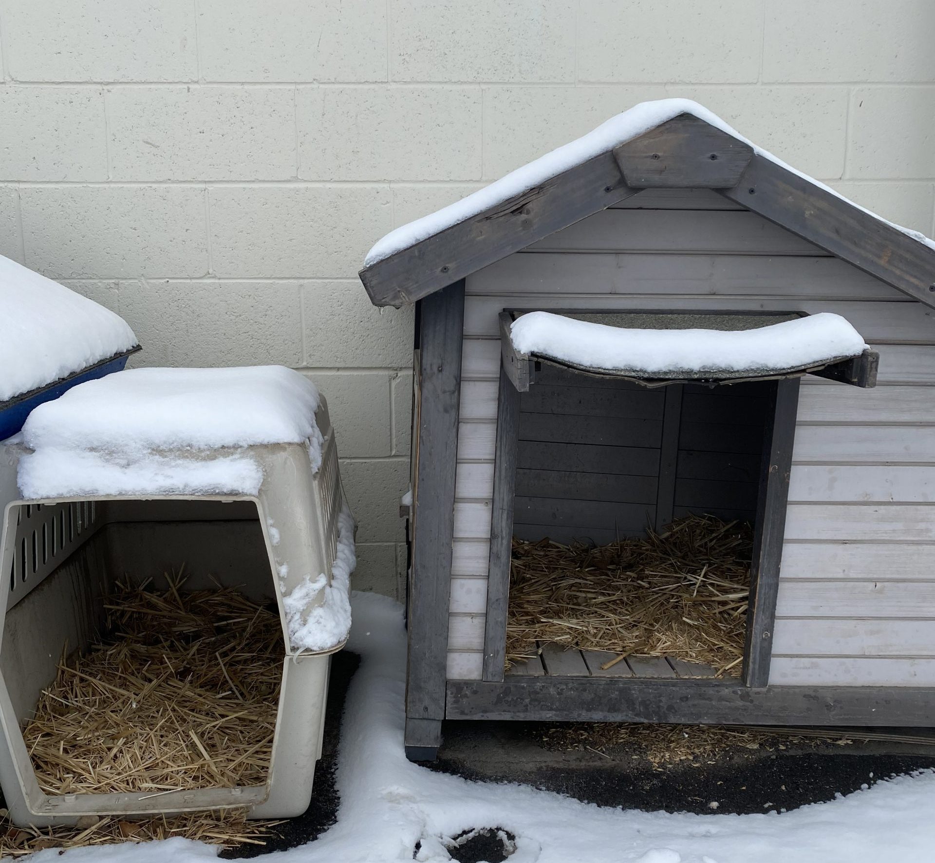Preparing Feral Cat Houses for Winter 