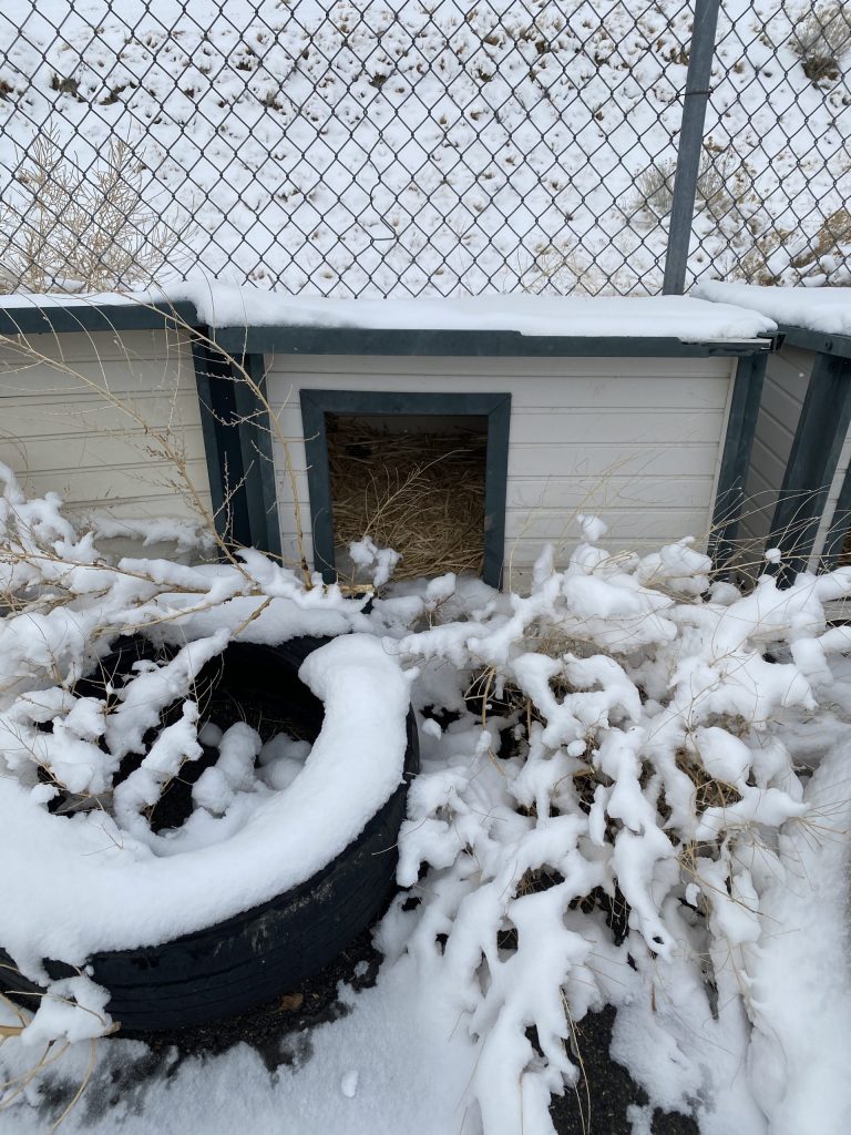 Building Winter Shelters for Community Cats - Alley Cat Advocates   Trap-Neuter-Release and Volunteer Services for Greater Louisville, KY