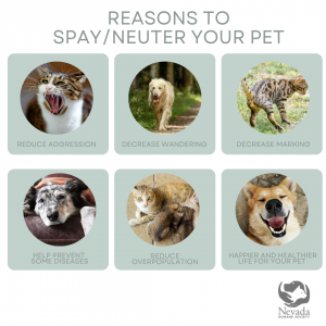 when should you have your dog spayed