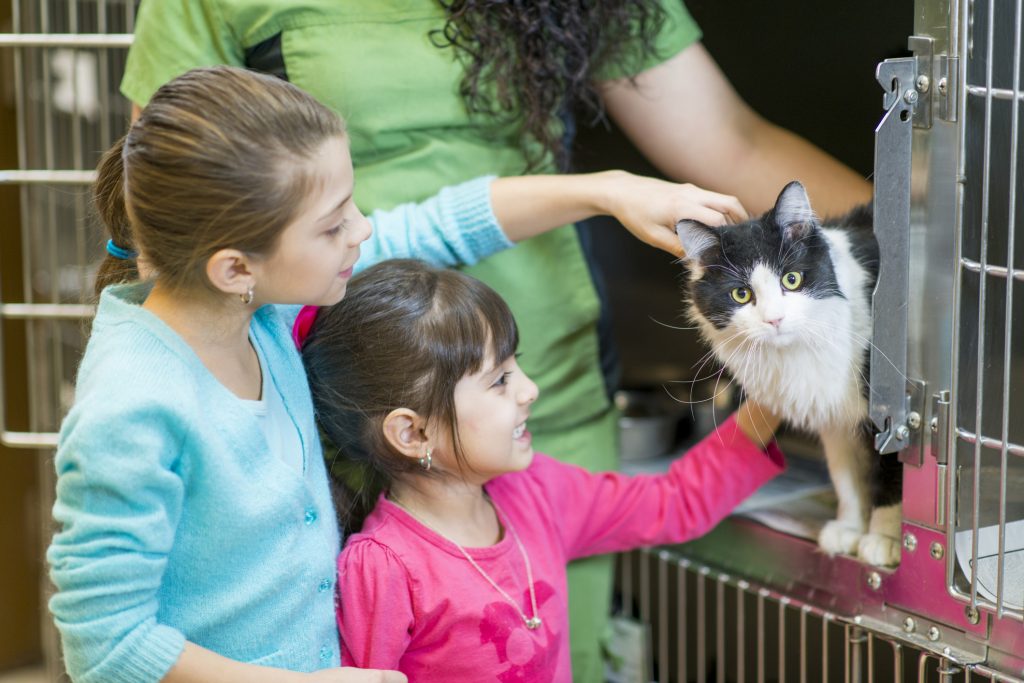 Cat Adoption Process/Fees – YOUR Humane Society SPCA