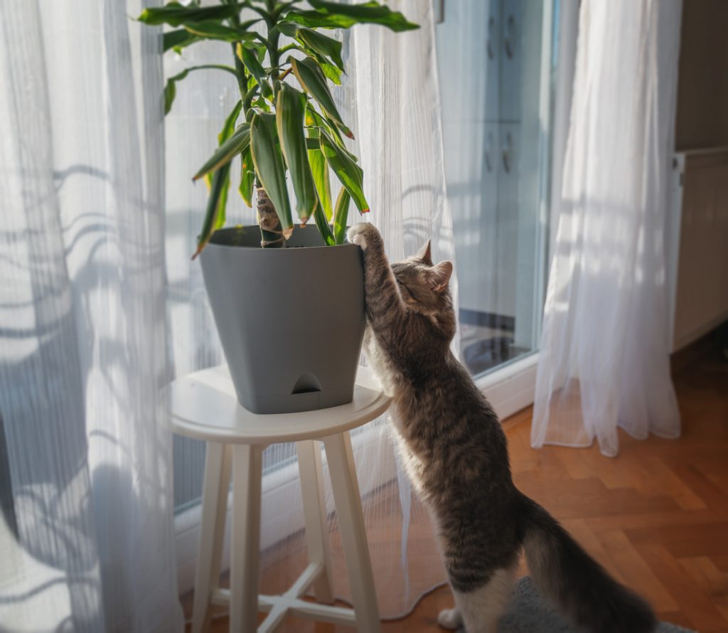 Wild Interiors — Recover Houseplants from Kid and Pet Damage