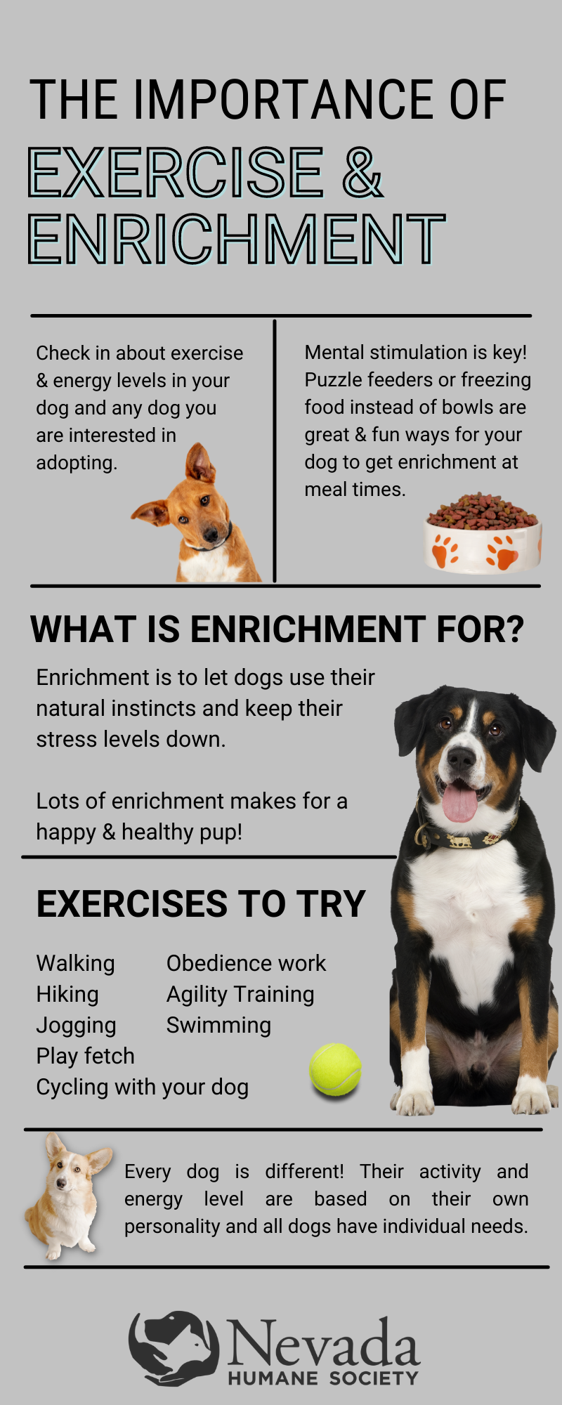 Different Dogs, Different Exercise Needs