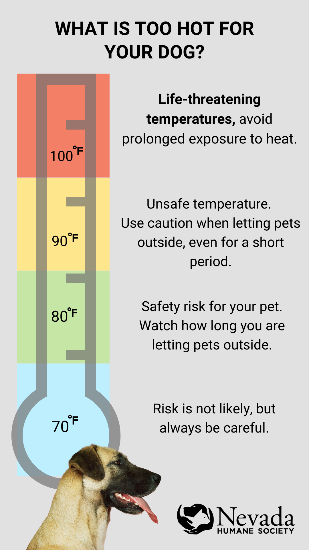 Is the Pavement Too Hot to Walk Your Dog?  