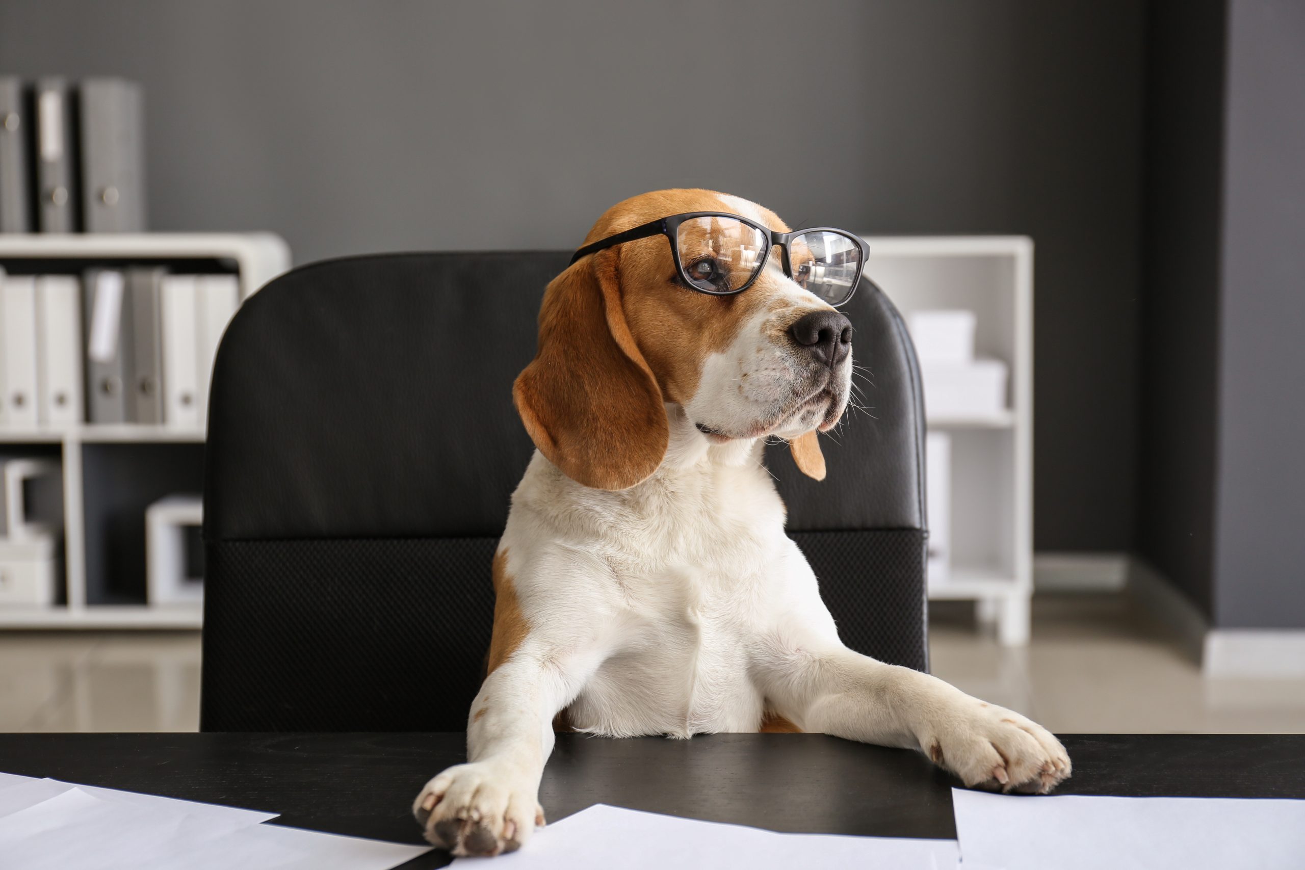 Cute funny dog with eyeglasses sitting at workplace in office
