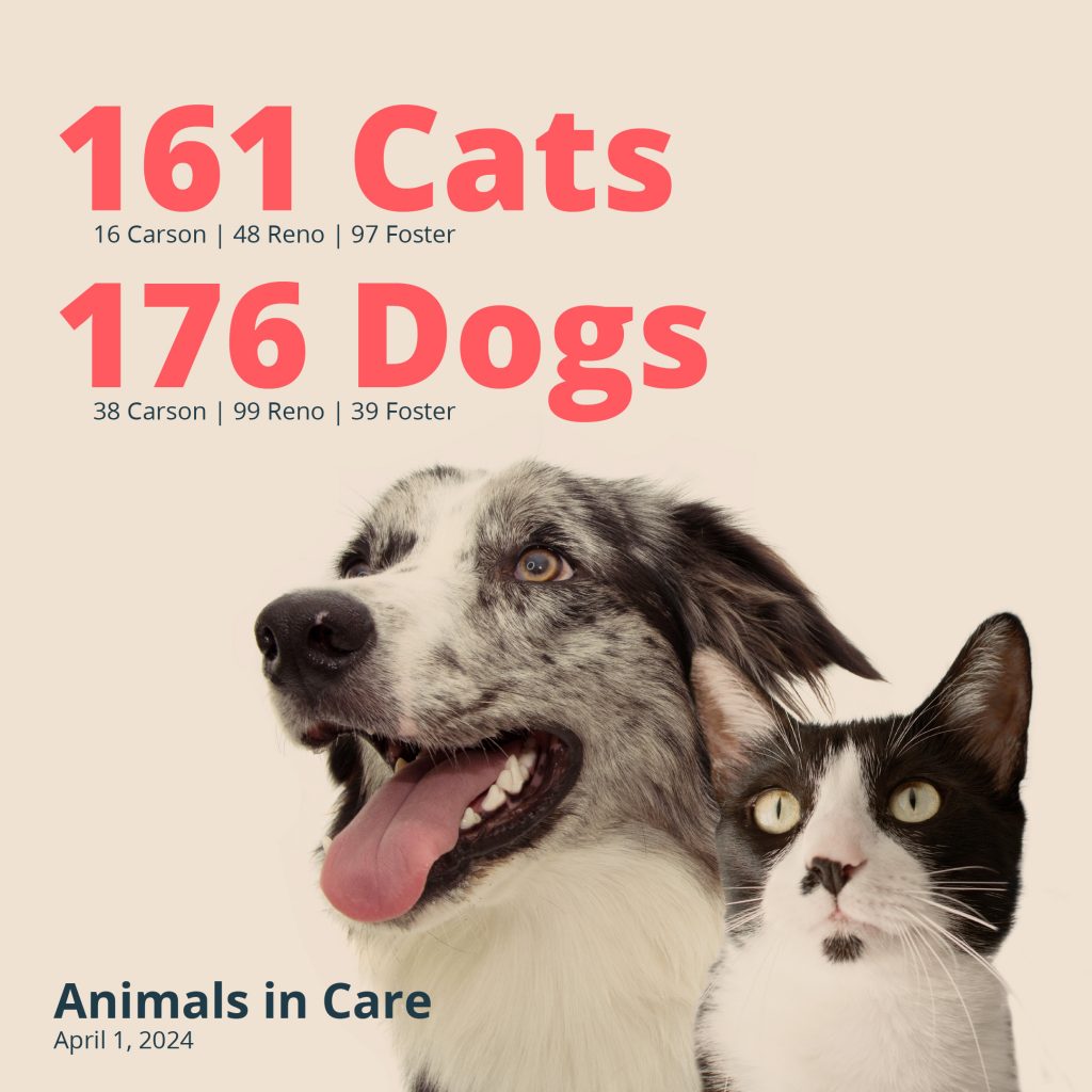 Animals In Care - 04/01/2024