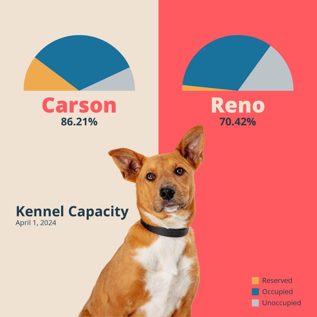 Kennel Capacity Report - 4/1/2024